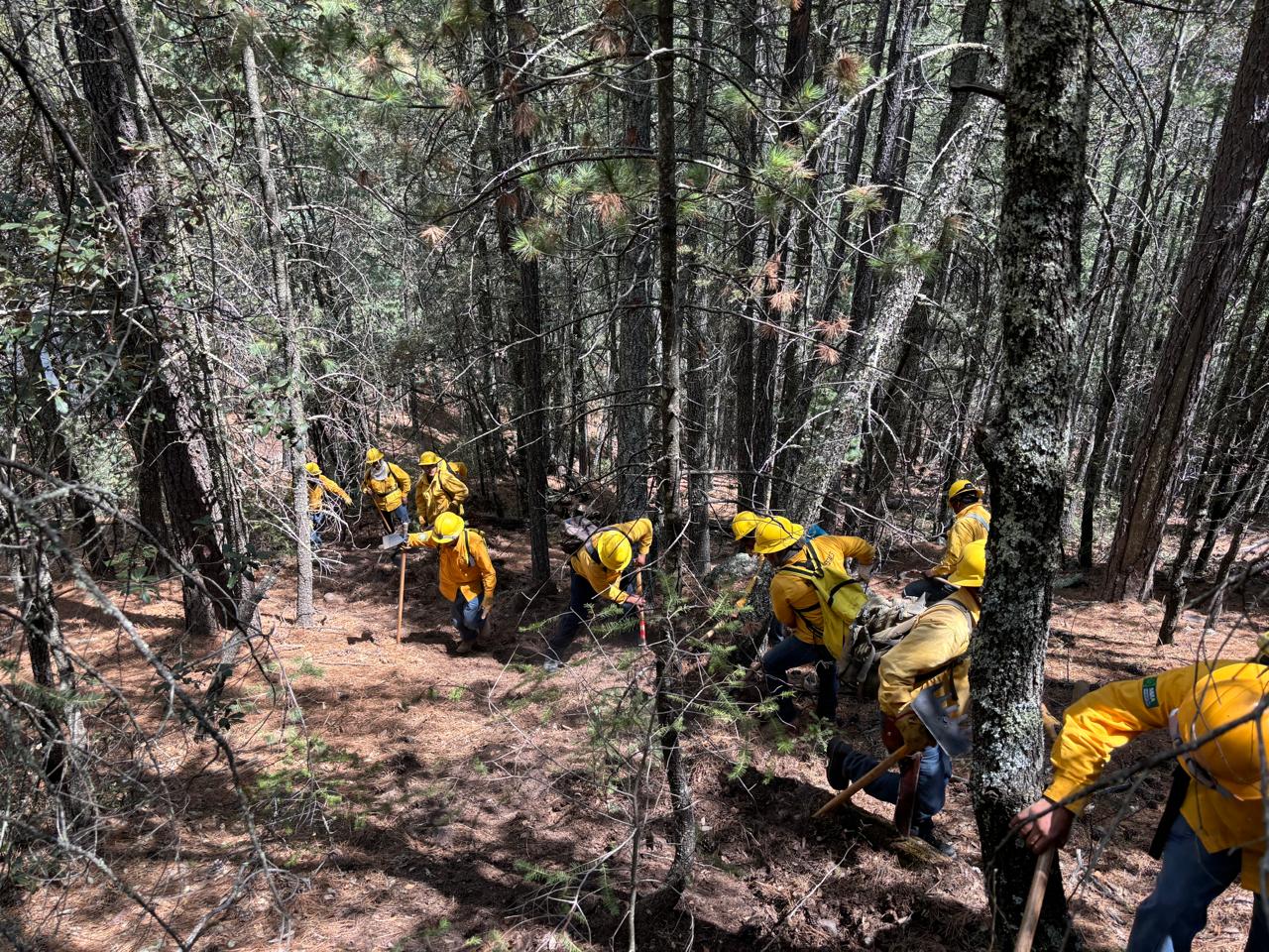 Trabajos de manejo mecánico de combustibles forestales